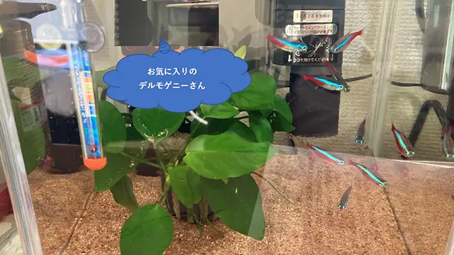 アクアリウムデビューしました