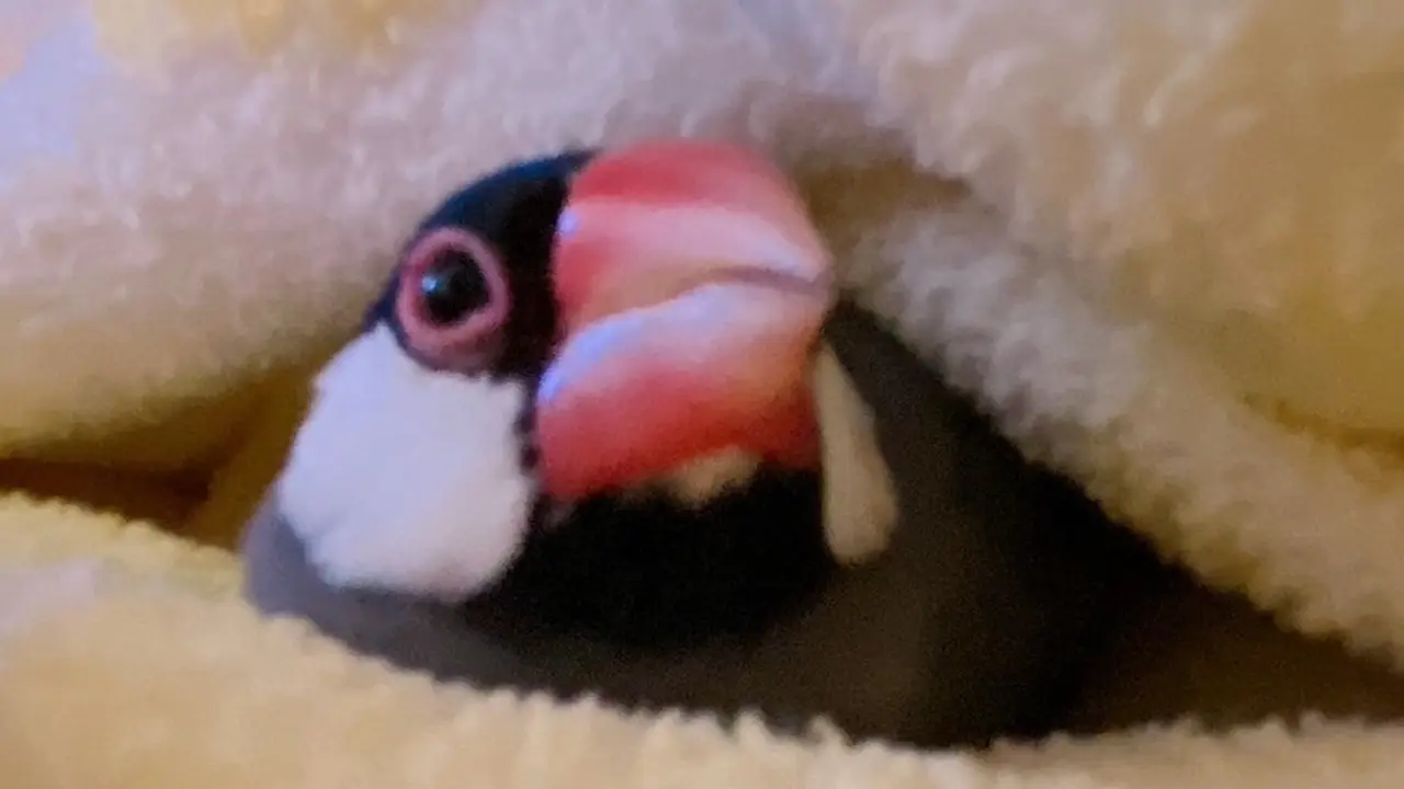 文鳥について