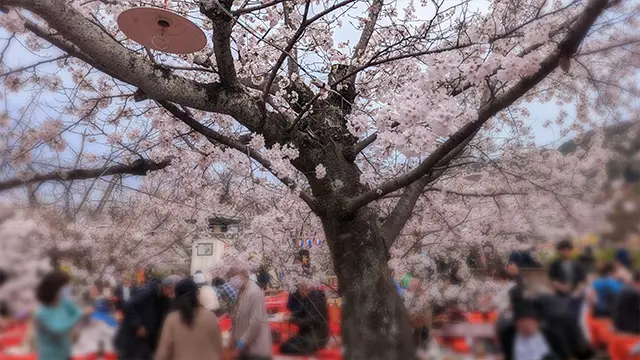 京都でお花見