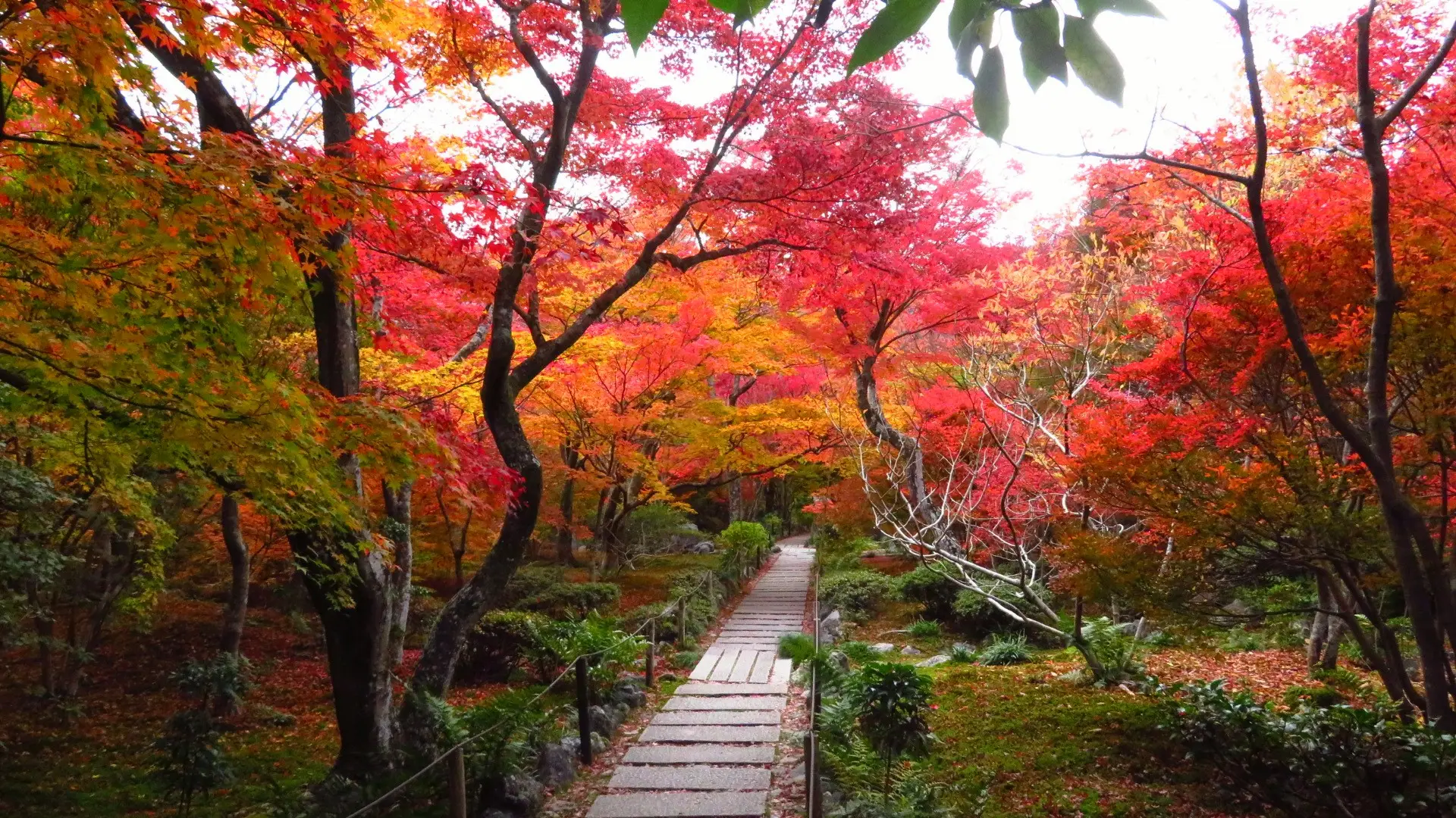 紅葉狩りin京都！