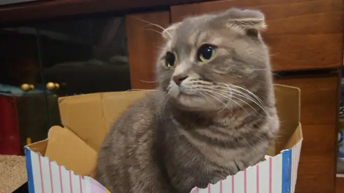 猫好き