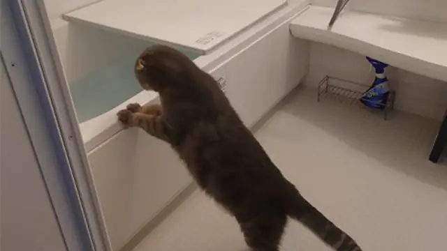 猫好き②